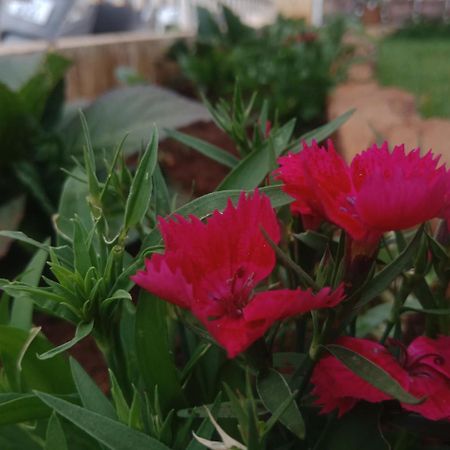 Aanvis Inn Ooty Exteriér fotografie